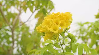 Tổng kết Cuộc thi “Đoạn đường/tuyến phố bích họa/nở hoa” do các cấp Hội Phụ nữ tự quản năm 2025