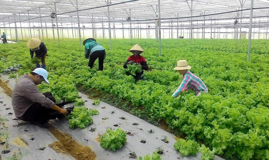 Đào tạo nghề trồng rau sạch, an toàn