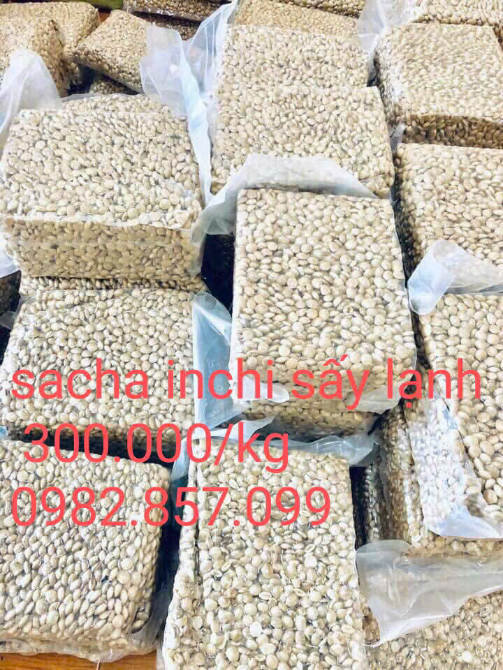 Hạt Sachi Nhân trằng ( sồng)